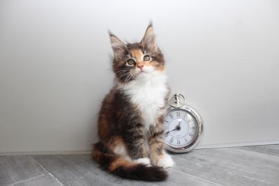 Despina